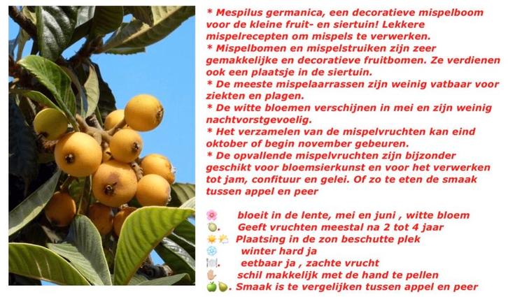 Mispelboom (Mespilus germanica) - Decoratief en Vruchtbaar, Tuin en Terras, Planten | Fruitbomen, Overige soorten, Minder dan 100 cm