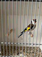 Majorputters, Dieren en Toebehoren, Vogels | Overige Vogels, Meerdere dieren