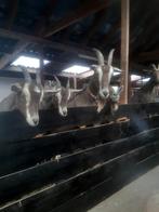 bekappen geiten en schapen, Meerdere dieren, Geit