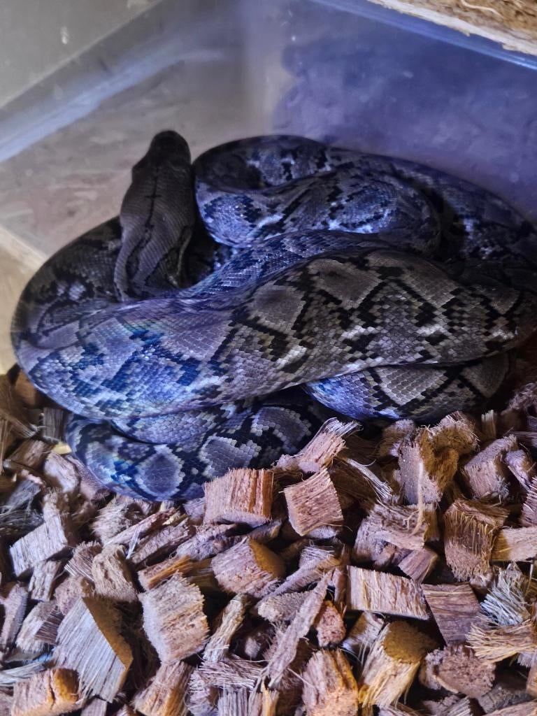 couples 1.1 python reticulatus KAROMPA  super nain F1 Reticulated Python - unknown for sale from reptile900
