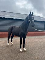 Twee jarige zwarte merrie en drie jaarlingen, Dieren en Toebehoren, Paarden, Merrie, 0 tot 2 jaar