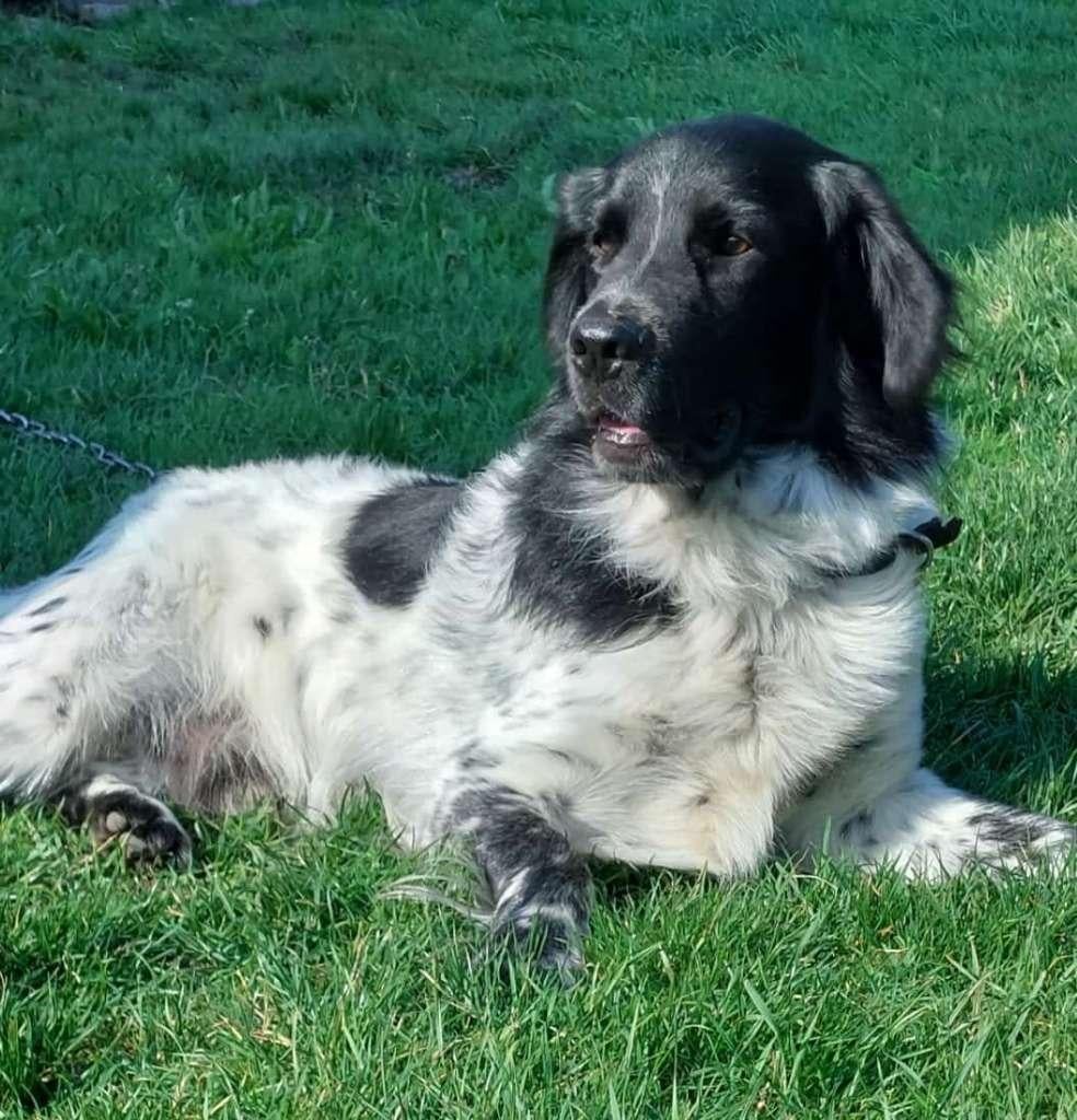 Max staat ter dekking, Parvo, Reu, Eén hond, 3 tot 5 jaar