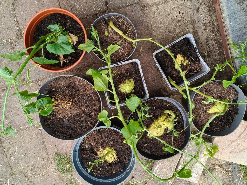 Chayote planten, bijzondere moestuin plant, Ophalen