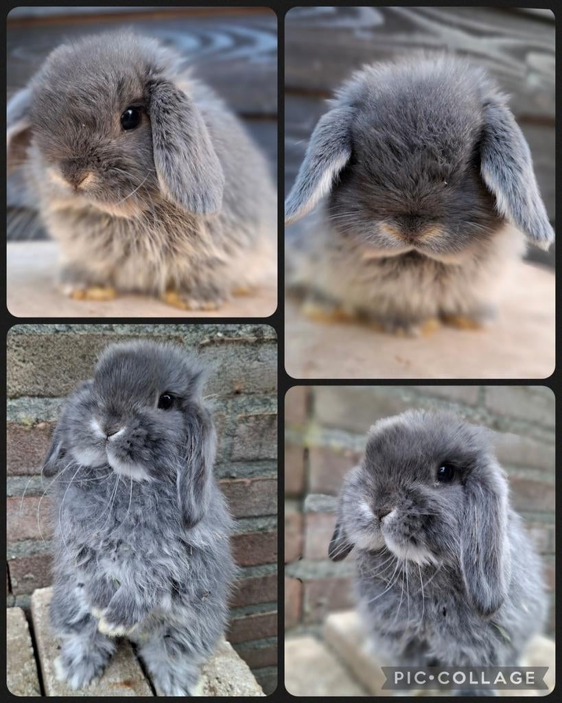 Laatste prachtige raszuivere Minilop koppel hangoor konijn, Dieren en Toebehoren, Meerdere dieren, Dwerg, Hangoor