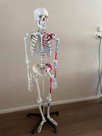 Anatomisch skelet met spiermarkeringen, Ophalen, Zo goed als nieuw, Meerdere media, Taal en Studie
