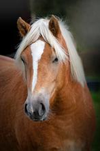 Brave, nagenoeg bomproof Haflinger merrie (8jr) - allround, Dieren en Toebehoren, Pony's, B, 7 tot 10 jaar, D pony (1.37m tot 1.48m)