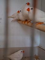 Te koop: zebravinken., Dieren en Toebehoren, Vogels | Overige Vogels, Meerdere dieren, Tropenvogel, Geringd