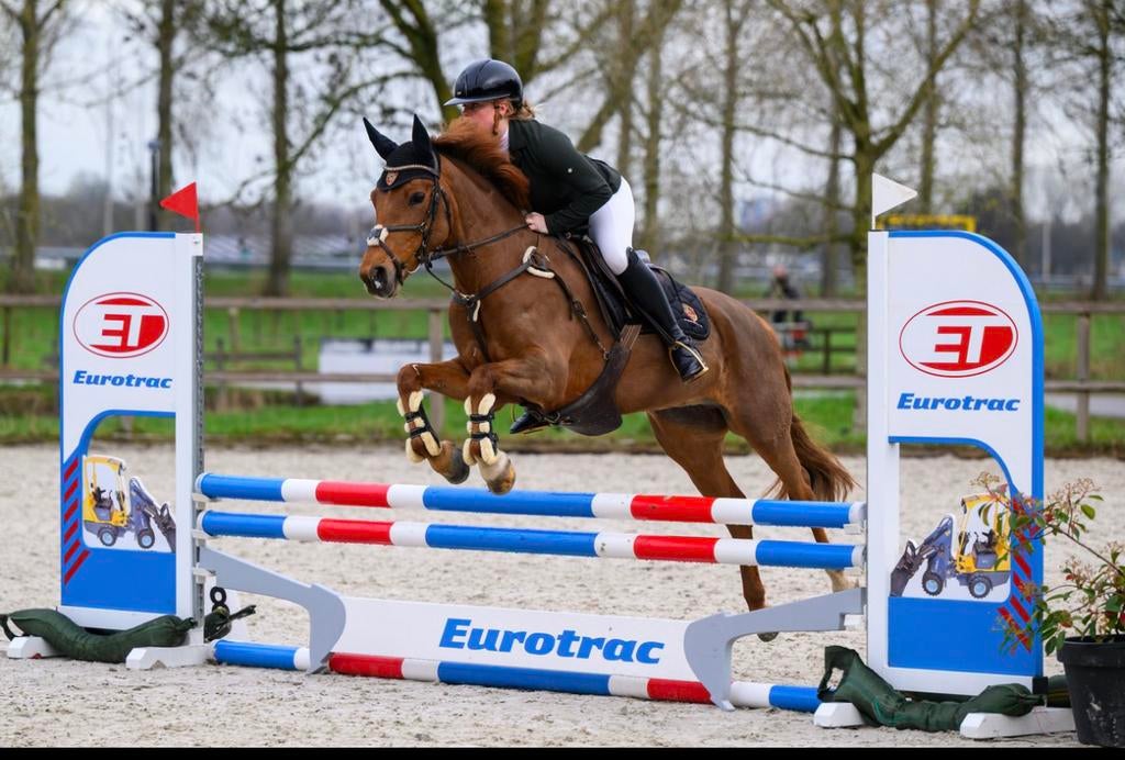 Lieve knappe D-pony te koop, Dieren en Toebehoren, Pony's, Merrie, L, Met stamboom, 7 tot 10 jaar