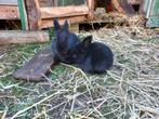 Jonge konijntjes vlaamse reus, Dieren en Toebehoren, Konijnen, Meerdere dieren, Groot, Hangoor, 0 tot 2 jaar