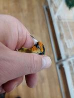 te koop parva putter man, Mannelijk, Wildzangvogel