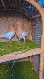 Drie stuks Duiven te koop, Meerdere dieren, Overige soorten