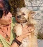 Yorkshire Terrier Mix reu 5 maanden, Particulier, 15 weken tot 1 jaar, Buitenland, Parvo