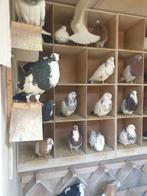 2 zwartbonte doffers HAAGSE TILDUIVEN KROPPERS, Mannelijk, Kropper