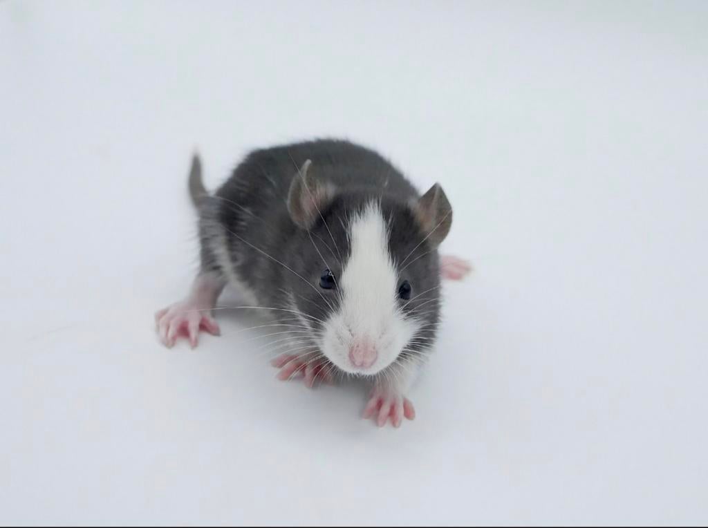 Onze rattery wachtlijst open voor standaard en dwergrittens., Rat, Mei, Meerdere dieren, Tam