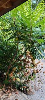 Grote Fluweelboom (Rhus Typhina) - 300cm hoog, Tuin en Terras, Planten | Bomen, Overige soorten, 250 tot 400 cm, Zomer, Ophalen