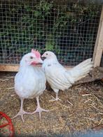 Witte legkip kuikens, Dieren en Toebehoren, Pluimvee