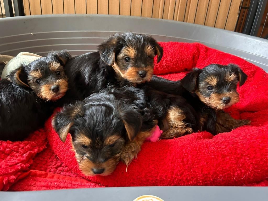 yorkshire puppy's, Dieren en Toebehoren, Honden | Jack Russells en Terriërs, Yorkshire Terriër, België, Particulier, Reu