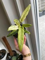 Alocasia Lauterbachiana Variegated, Ophalen of Verzenden, Halfschaduw, Minder dan 100 cm