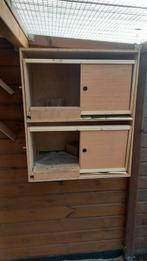 Broedhoken, Meerdere dieren, Postduif