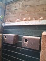 4 span zebravinken, Ophalen, Nieuw, Kooi-accessoires