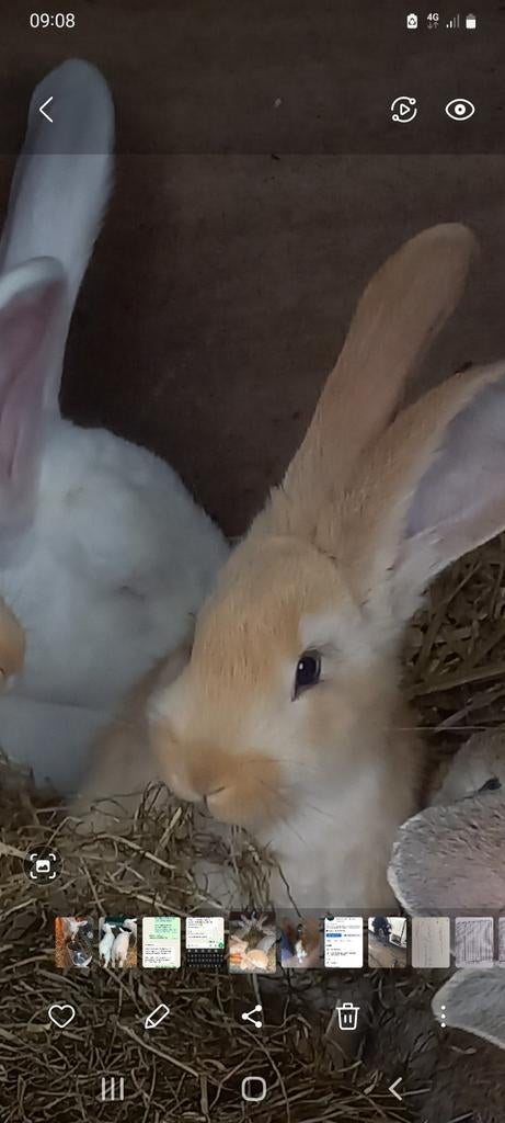 Lieve Vlaamse reuzen rammetjes, Dieren en Toebehoren, Konijnen, Mannelijk, Groot, 0 tot 2 jaar