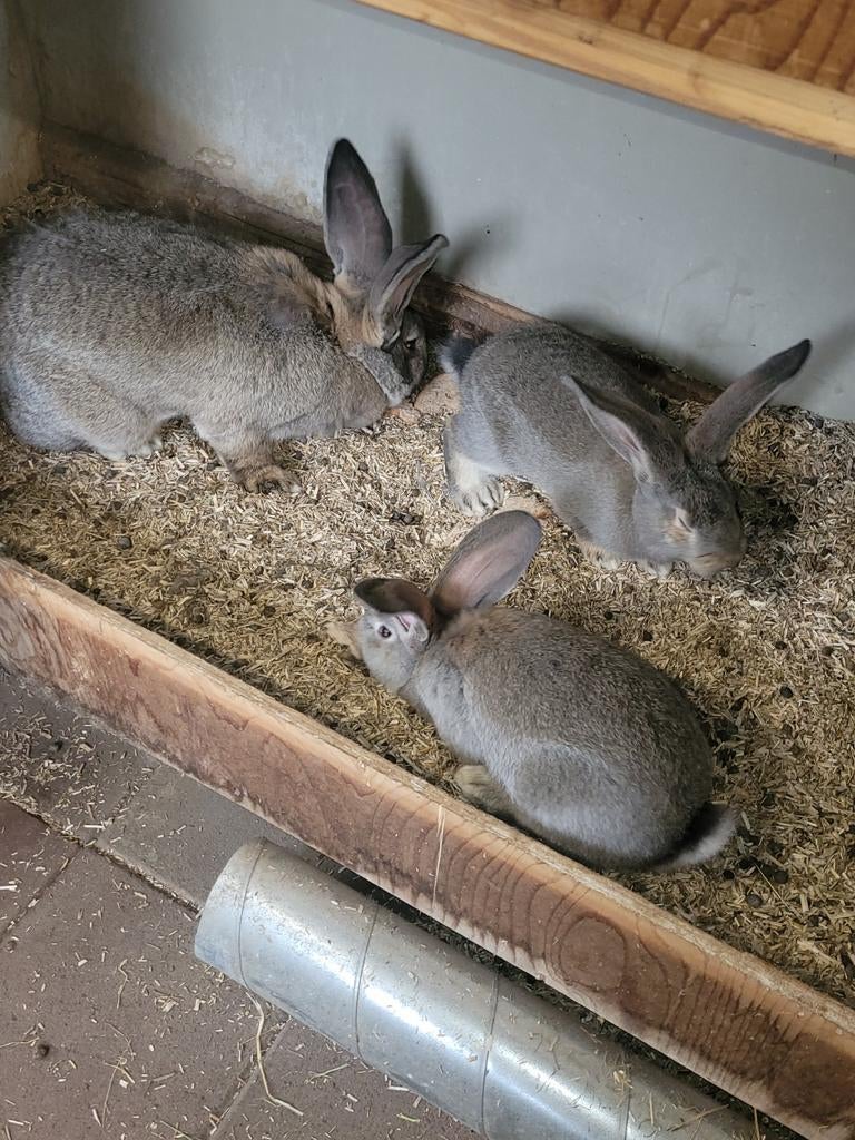 Raszuivere vlaamse reuzen, Dieren en Toebehoren, Konijnen, Meerdere dieren, Groot