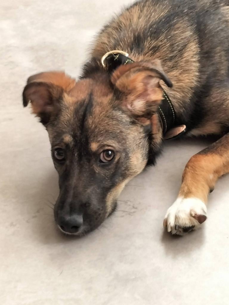 Sammy reutje pup, Particulier, 15 weken tot 1 jaar, Reu, Buitenland