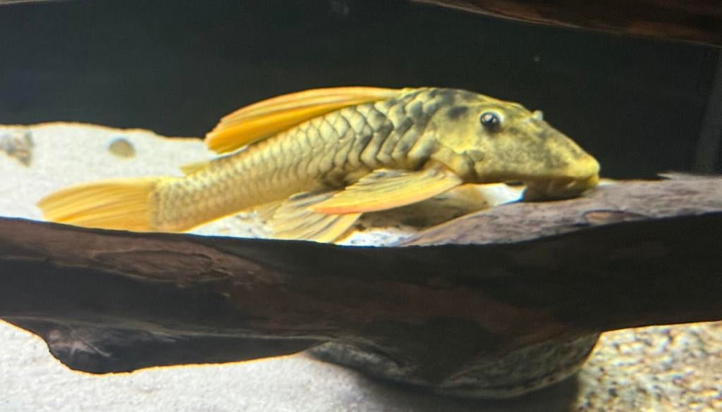 Luteus phase 3!!!, Dieren en Toebehoren, Vissen | Aquariumvissen, Vis