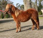 Te koop twee grote maat vos shetlander merries, Dieren en Toebehoren, Pony's, Merrie, A pony (tot 1.17m), Met stamboom, 0 tot 2 jaar