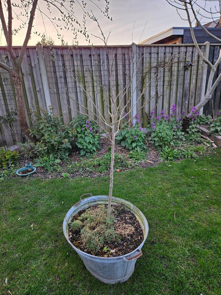 Twee kleine hibiscussen op stam, Ophalen, Volle zon, Overige soorten, Minder dan 100 cm