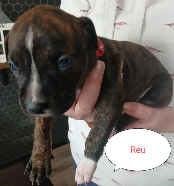 Laatste tri color Raszuivere amerikaanse Stafford pup, Dieren en Toebehoren, Honden | Jack Russells en Terriërs, Meerdere dieren