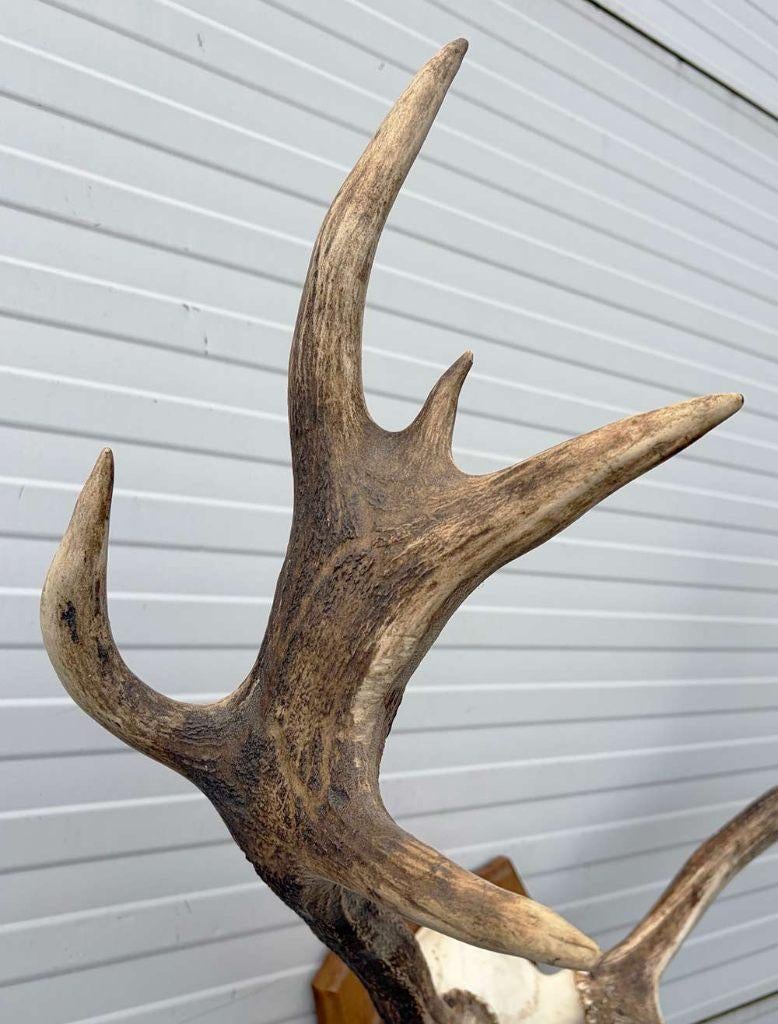 Decoratief EDELHERT GEWEI 12-ender op eikenhouten schild, Ophalen, Gebruikt, Hert, Gewei of Kop