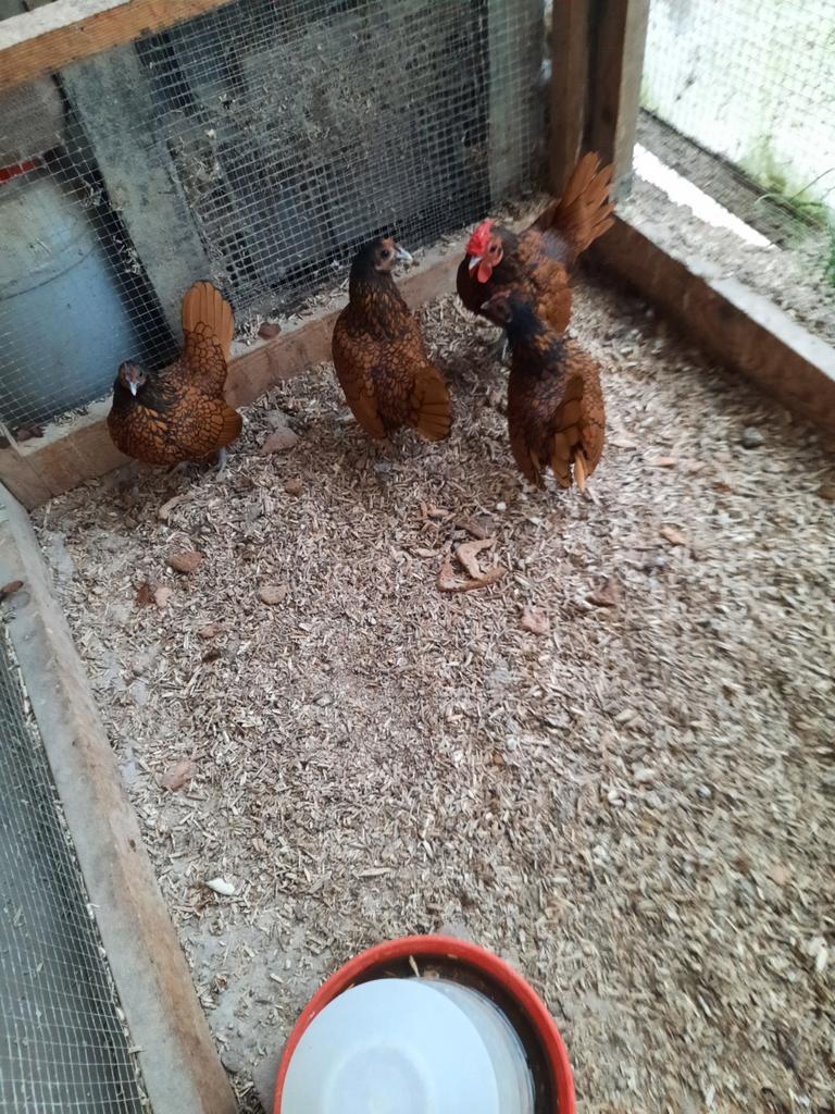 Sibrecht kippen en 1 haan, Meerdere dieren, Kip