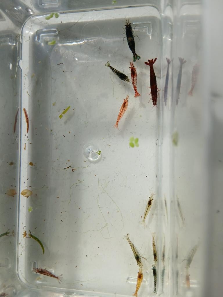 Laatste 10 mix garnalen 10 voor €5,00, Kreeft, Krab of Garnaal