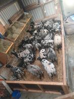 Wol van schapen, Meerdere dieren, Schaap