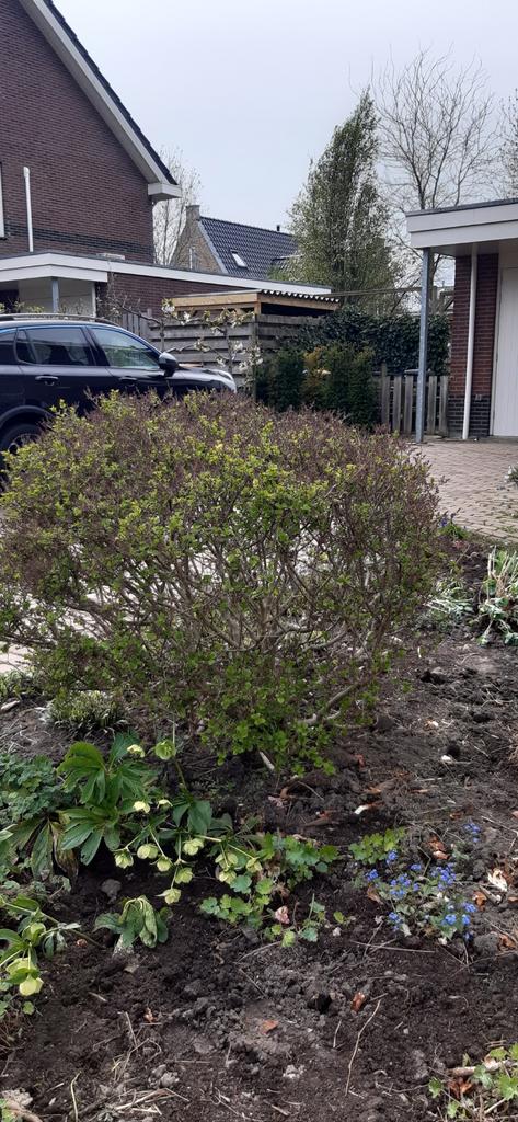 Dwerg sering, Tuin en Terras, Ophalen, Lente, Vaste plant, Overige soorten