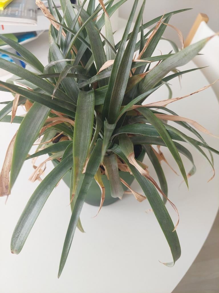 Ananasplant (Ananas Comosus), Ophalen