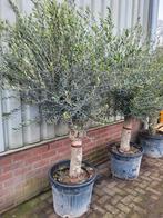 Mooie oude dikke olijfbomen !, Volle zon, Ophalen of Verzenden, 100 tot 250 cm, Olijfboom