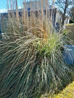 Gratis afhalen Pampasgras, Ophalen of Verzenden, Siergrassen, Volle zon