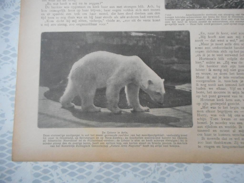 Artis. De ijsbeer. 1910., Ophalen of Verzenden, Voor 1920, Nederland, Knipsel(s)
