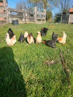 Serama kippen, Dieren en Toebehoren, Mannelijk