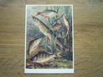 Art unlimited kaart Cornelis Jetses snoek vissen schoolplaat, Verzamelen, Ophalen of Verzenden, Voor 1920, Sterren en Beroemdheden
