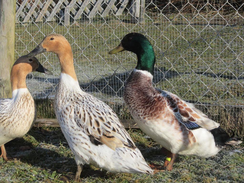 Broedeieren kruising Streicher en Saksen eend, Geslacht onbekend, Eend