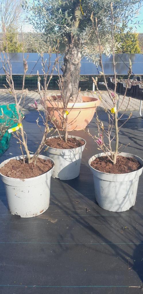 Magnolia Susan struiken in pot maat 80-100 kosten €40, Ophalen of Verzenden, Overige soorten, Minder dan 100 cm