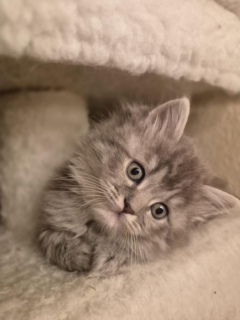 Britse langhaar poesje., Meerdere dieren, Ontwormd, 0 tot 2 jaar