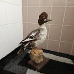 Opgezette eend opgezet taxidermie taxidermy geprepareerd, Ophalen of Verzenden, Zo goed als nieuw, Vogel, Opgezet dier