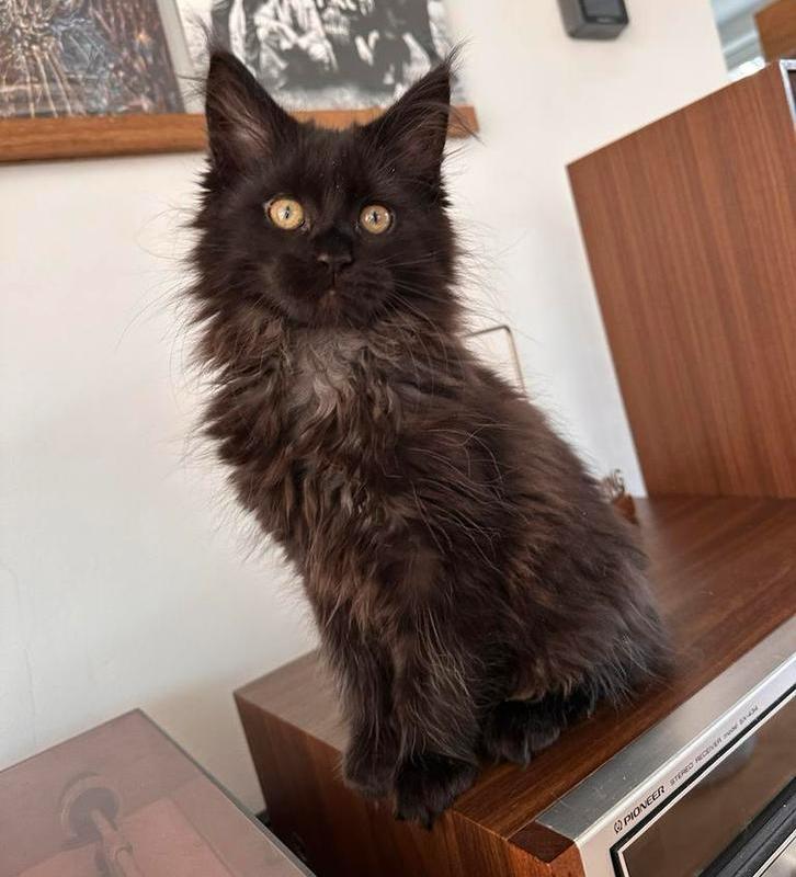 4 Maine Coon kittens met stamboom, Dieren en Toebehoren, Katten en Kittens | Raskatten | Langhaar, Meerdere dieren, 0 tot 2 jaar