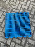 Biggen roosters, Dieren en Toebehoren, Meerdere dieren, Schaap