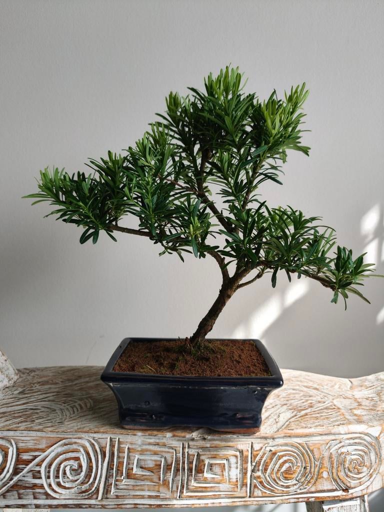 Podocarpus bonsai, Bloeit niet, Halfschaduw, Minder dan 100 cm, Overige soorten