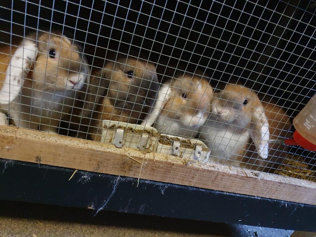 Nederlandse dwerghangoren, Dieren en Toebehoren, Konijnen, Mannelijk, Klein, Hangoor, 0 tot 2 jaar